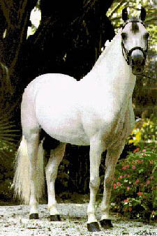 PASO FINO